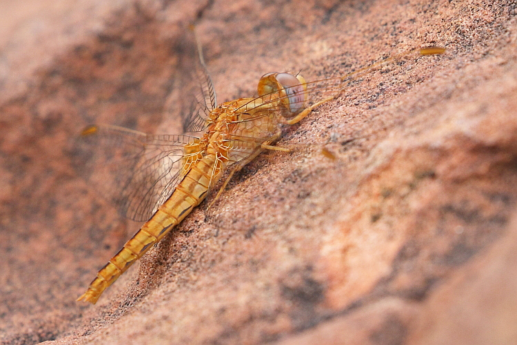 Crocothemis sanguinolenta (Small Scarlet) female  4.JPG